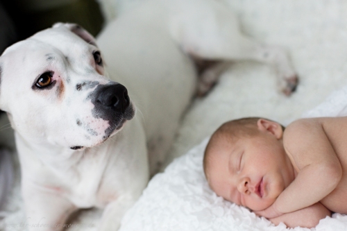 Neugeborenenbilder mit Hund-12