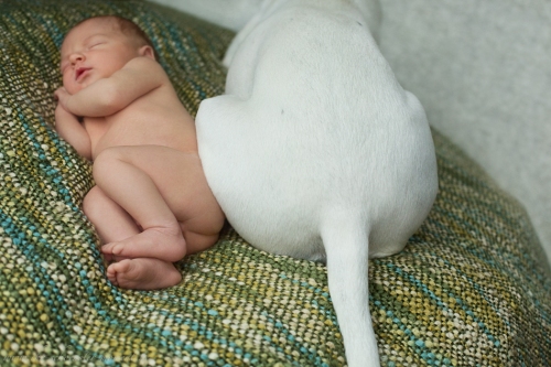Neugeborenenbilder mit Hund-25