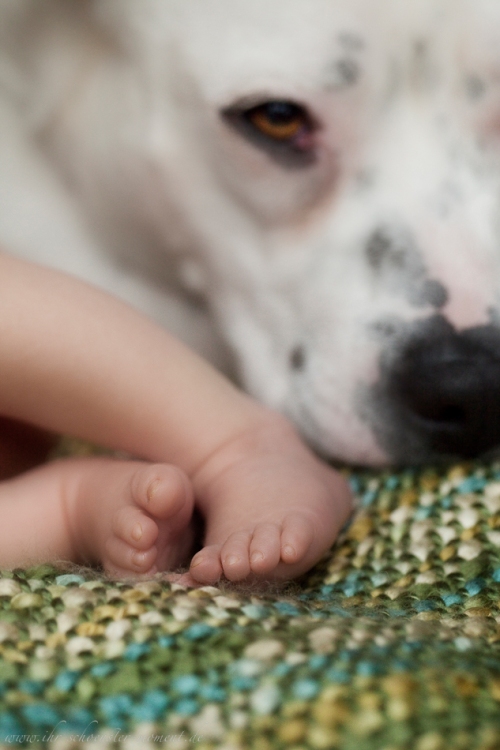 Neugeborenenbilder mit Hund-28