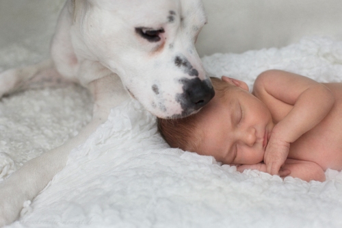 Neugeborenenbilder mit Hund-9